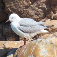 Hartlaub's Gull